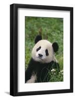 Panda in Grass-DLILLC-Framed Photographic Print