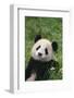 Panda in Grass-DLILLC-Framed Photographic Print