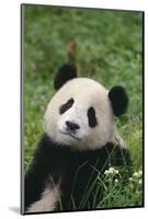 Panda in Grass-DLILLC-Mounted Photographic Print