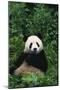 Panda in Grass-DLILLC-Mounted Photographic Print