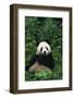 Panda in Grass-DLILLC-Framed Photographic Print