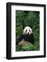Panda in Grass-DLILLC-Framed Photographic Print