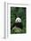 Panda in Grass-DLILLC-Framed Photographic Print