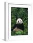 Panda in Grass-DLILLC-Framed Photographic Print