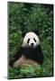 Panda in Grass-DLILLC-Mounted Photographic Print