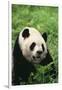 Panda in Grass-DLILLC-Framed Photographic Print