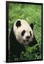 Panda in Grass-DLILLC-Framed Photographic Print