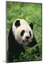 Panda in Grass-DLILLC-Mounted Photographic Print