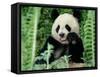 Panda in the Forest, Wolong, Sichuan, China-Keren Su-Framed Stretched Canvas