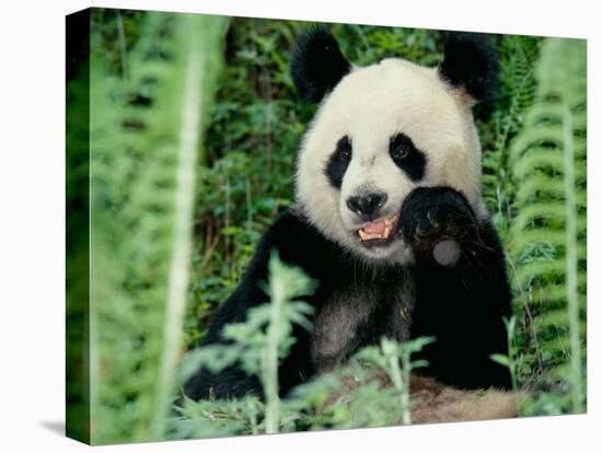 Panda in the Forest, Wolong, Sichuan, China-Keren Su-Stretched Canvas