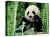 Panda in the Forest, Wolong, Sichuan, China-Keren Su-Stretched Canvas