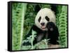 Panda in the Forest, Wolong, Sichuan, China-Keren Su-Framed Stretched Canvas