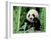 Panda in the Forest, Wolong, Sichuan, China-Keren Su-Framed Premium Photographic Print