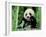 Panda in the Forest, Wolong, Sichuan, China-Keren Su-Framed Premium Photographic Print