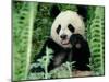 Panda in the Forest, Wolong, Sichuan, China-Keren Su-Mounted Premium Photographic Print