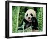 Panda in the Forest, Wolong, Sichuan, China-Keren Su-Framed Photographic Print
