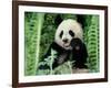 Panda in the Forest, Wolong, Sichuan, China-Keren Su-Framed Photographic Print