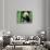 Panda in the Forest, Wolong, Sichuan, China-Keren Su-Photographic Print displayed on a wall