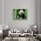 Panda in the Forest, Wolong, Sichuan, China-Keren Su-Photographic Print displayed on a wall