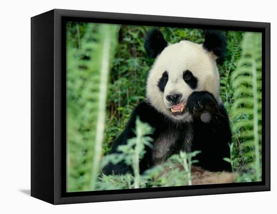 Panda in the Forest, Wolong, Sichuan, China-Keren Su-Framed Stretched Canvas