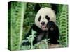 Panda in the Forest, Wolong, Sichuan, China-Keren Su-Stretched Canvas