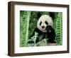 Panda in the Forest, Wolong, Sichuan, China-Keren Su-Framed Photographic Print