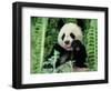 Panda in the Forest, Wolong, Sichuan, China-Keren Su-Framed Photographic Print