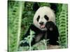 Panda in the Forest, Wolong, Sichuan, China-Keren Su-Stretched Canvas