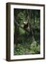 Panda Lying in Tree-DLILLC-Framed Photographic Print