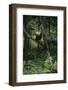 Panda Lying in Tree-DLILLC-Framed Photographic Print
