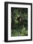 Panda Lying in Tree-DLILLC-Framed Photographic Print