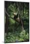 Panda Lying in Tree-DLILLC-Mounted Photographic Print