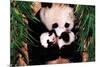 Panda Mother and Baby-null-Mounted Poster