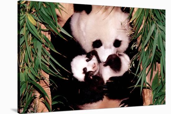 Panda Mother and Baby-null-Stretched Canvas