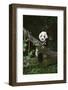 Panda on Fallen Tree-DLILLC-Framed Photographic Print