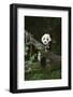 Panda on Fallen Tree-DLILLC-Framed Photographic Print