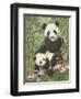 Panda Paradise-William Vanderdasson-Framed Giclee Print