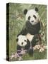Panda Paradise-William Vanderdasson-Stretched Canvas
