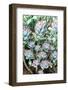 Panda Plant-Webitect-Framed Photographic Print