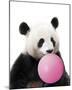 Panda Pop-Contemporary Photography-Mounted Giclee Print