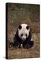 Panda Sitting in Grass-DLILLC-Stretched Canvas