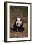 Panda Sitting in Grass-DLILLC-Framed Photographic Print