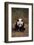 Panda Sitting in Grass-DLILLC-Framed Photographic Print