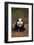 Panda Sitting in Grass-DLILLC-Framed Photographic Print