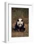 Panda Sitting in Grass-DLILLC-Framed Photographic Print