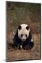 Panda Sitting in Grass-DLILLC-Mounted Photographic Print
