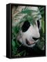 Panda, Wolong, Sichuan, China-Keren Su-Framed Stretched Canvas