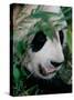 Panda, Wolong, Sichuan, China-Keren Su-Stretched Canvas