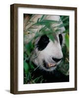Panda, Wolong, Sichuan, China-Keren Su-Framed Photographic Print