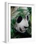Panda, Wolong, Sichuan, China-Keren Su-Framed Photographic Print